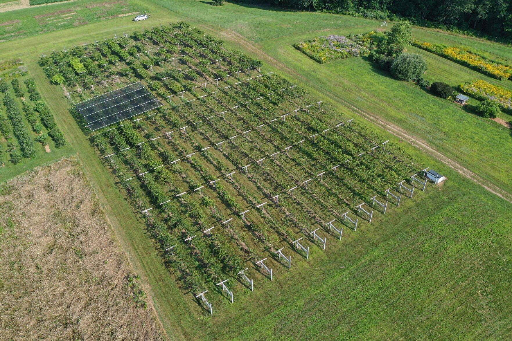 kiwi-berry-aerialview.JPG
